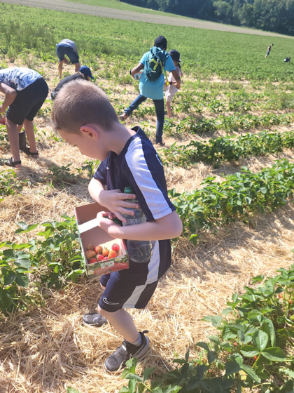 Kinder sammeln Erdbeeren