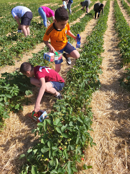 Kinder und Erwachsene beim Erdbeerpflücken